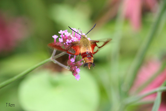 Humming bird moth