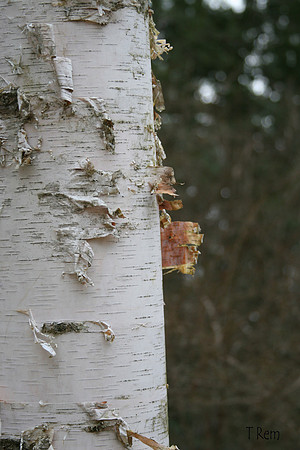 Birch tree