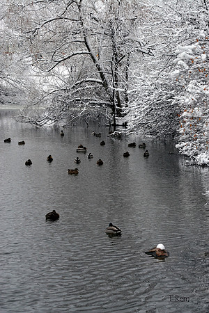 Ducks with snow