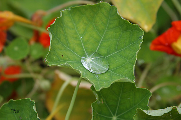 Water drop