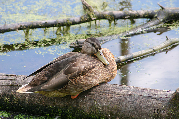 duck on log