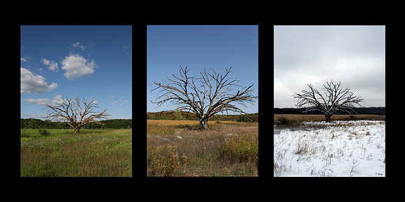 Three trees