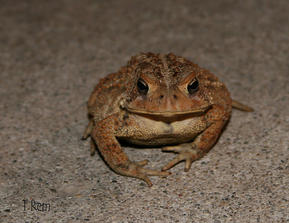 Toad