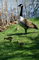 Goose with babies