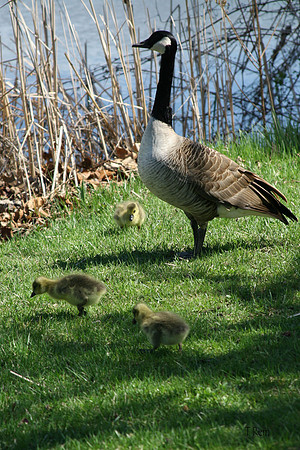 Goose with babies