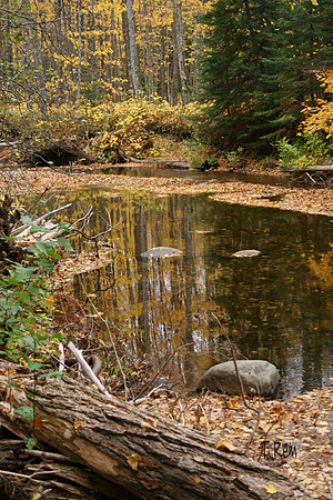 Reflections in the woods