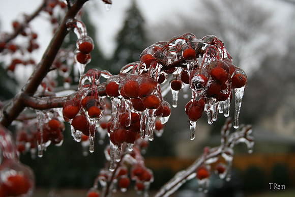 Frozen berries
