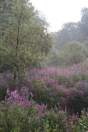 Purple tree