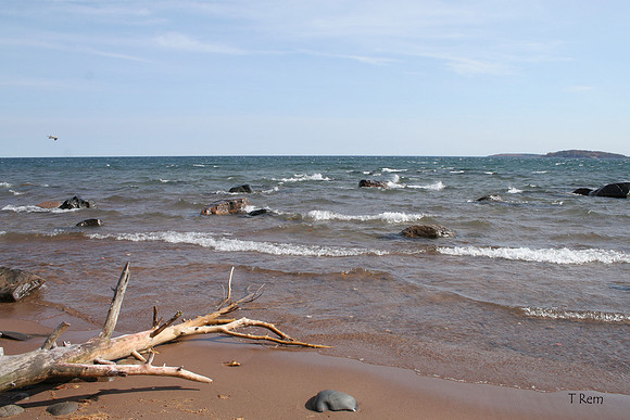 Shore with tree