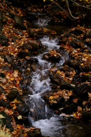 with leaves