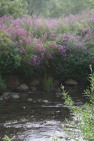 Purple stream