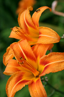 Orange lily