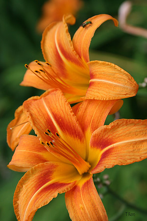 Orange lily