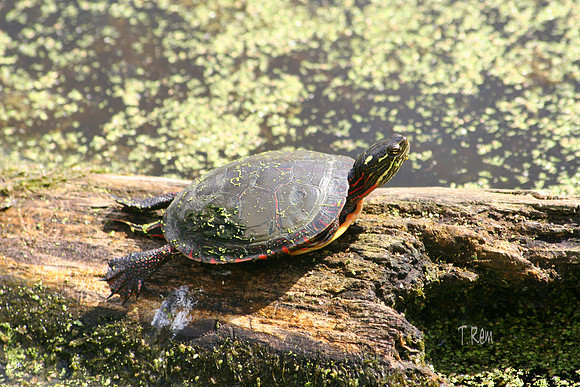 Turtle on log