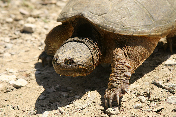 Snap Turtle