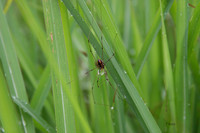 Daddy Long Legs