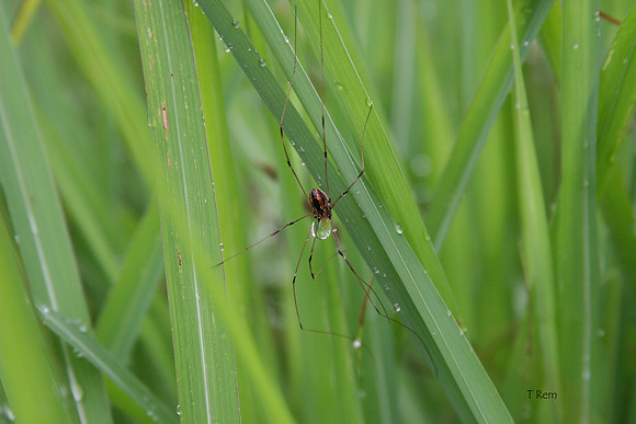 Daddy Long Legs