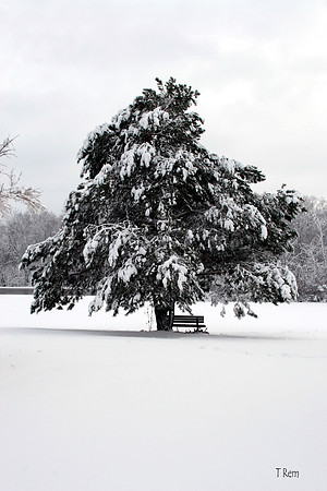 Tree with bench
