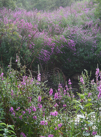 Purple web
