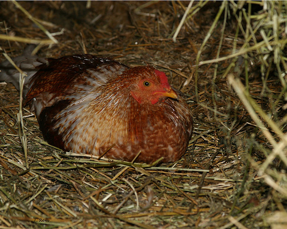 Chicken