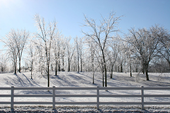 Winter yard