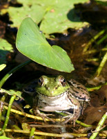 Lounging frog