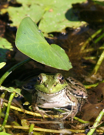 Lounging frog