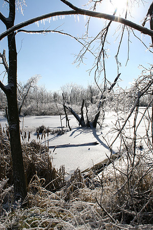 Winter marsh