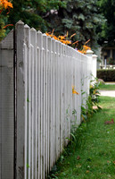 Fence