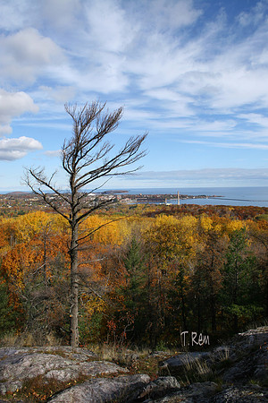 Marquette tree