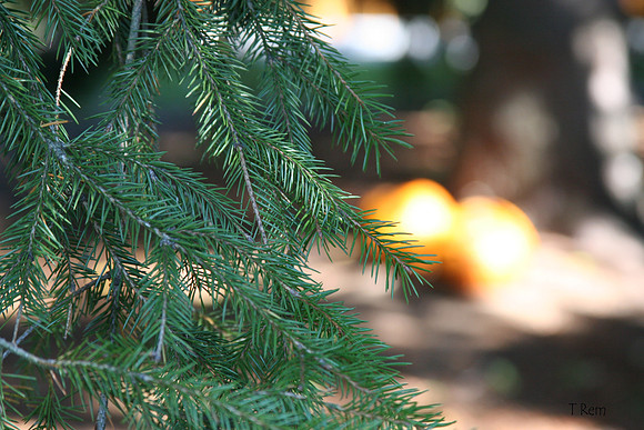 Pine branch