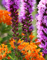 Flowers & Stuff