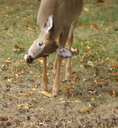 cross eyed deer