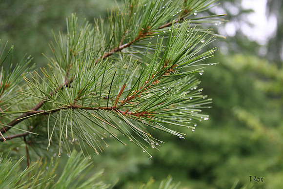 Pine branch