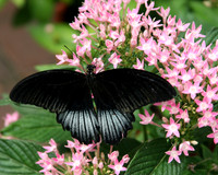 Butterfly, Insects and more