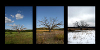 Three trees