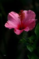 Pink Flower