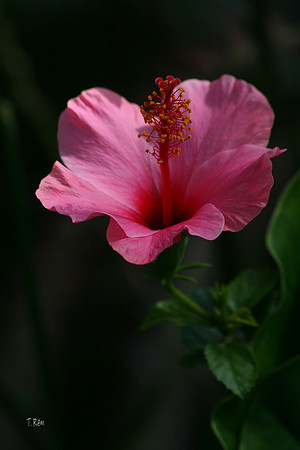 Pink Flower