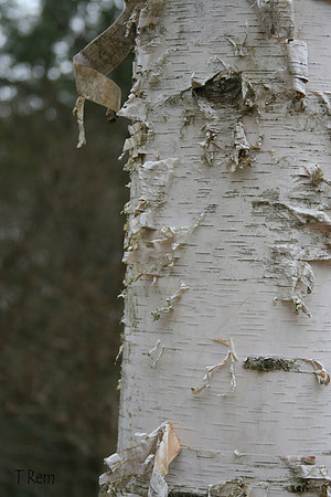 Birch tree